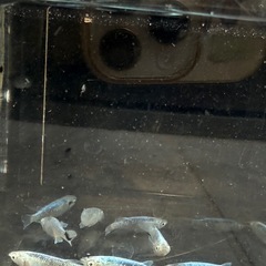 メダカ　輝黒龍　5匹セット　1500円　1名様限定の画像