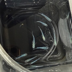 メダカ　輝黒龍　5匹セット　1500円　1名様限定の画像