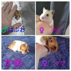 飼い主さんがいなくなったハムスターについて