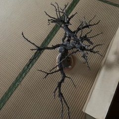 松の木の置き物　取りに来れる方は半額500円
の画像