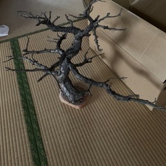 松の木の置き物　取りに来れる方は半額500円
の画像