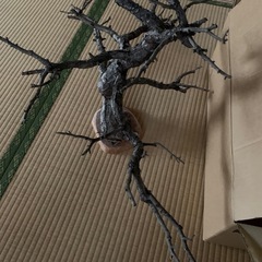 松の木の置き物　取りに来れる方は半額500円
の画像