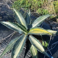 アガベ　アメリカーナ　トリカラー　三色の画像