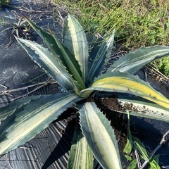 アガベ　アメリカーナ　トリカラー　三色の画像