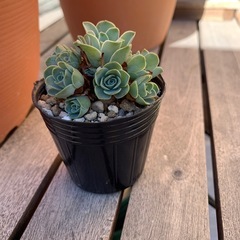 アエオニウム　ドドランタリスの画像