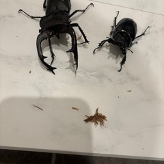 ユダイクスミヤマ97ミリペアの画像