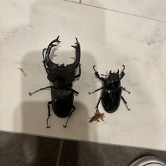 ユダイクスミヤマ97ミリペアの画像