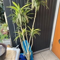 フェイクグリーンの画像