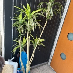 フェイクグリーンの画像