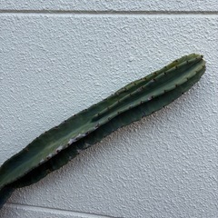 サボテンの画像