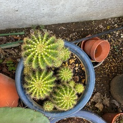 サボテンの画像