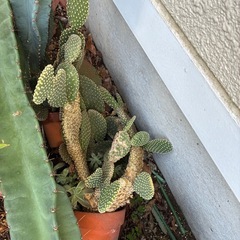 サボテンの画像