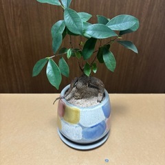 【無料】観葉植物/ガジュマル・カポックの画像