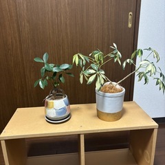 【無料】観葉植物/ガジュマル・カポックの画像