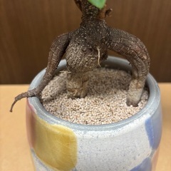 【無料】観葉植物/ガジュマル・カポックの画像