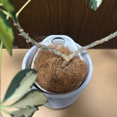 【無料】観葉植物/ガジュマル・カポックの画像