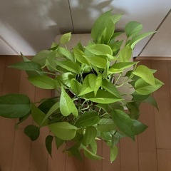 観葉植物　　ポトスライムの画像