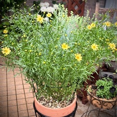 宿根草　コレオプシス　スイートマーマレード　2年株　の画像