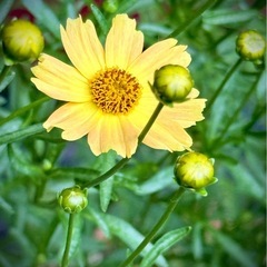 宿根草　コレオプシス　スイートマーマレード　2年株　の画像