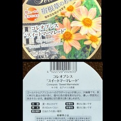宿根草　コレオプシス　スイートマーマレード　2年株　の画像