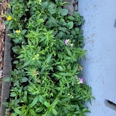 11     花苗　パンジー、ビオラ、キンギョソウ、ナデシコ　一個50円の画像