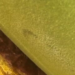 ジャングル×2和泉大型良品館 Yogibo ヨギボー ビーズクッション ドロップ【R-200】の画像