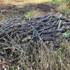 丸太　薪　杉木、サクラ、紅葉、コナラみたいの木他　大量　配達可能の画像