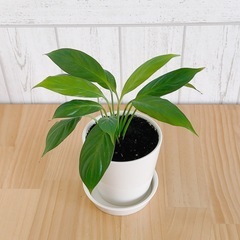 【11/16までの引取】観葉植物　スパティフィラム 鉢付きの画像