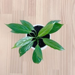 【11/16までの引取】観葉植物　スパティフィラム 鉢付きの画像
