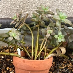 多肉植物などカット苗の画像