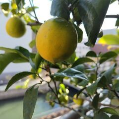 グリーンレモン植木の画像