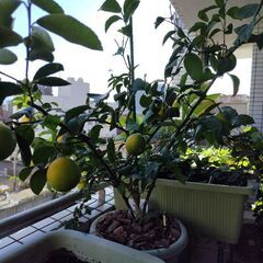 グリーンレモン植木の画像