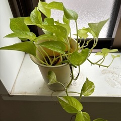 ポトス　ライム　観葉植物の画像