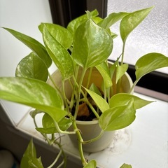 ポトス　ライム　観葉植物の画像