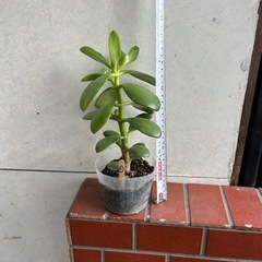 お金なるの木　(1）　100円の画像