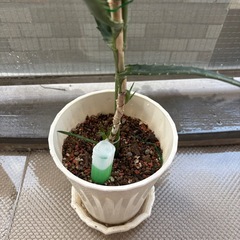 アロエ植物の画像