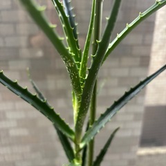 アロエ植物の画像