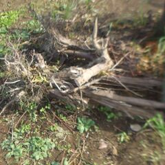 選定枝 焚き火等にいかが？の画像