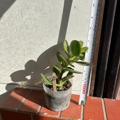 お金なるの木　(２)　100円の画像