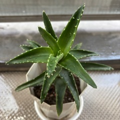 アロエ植物の画像