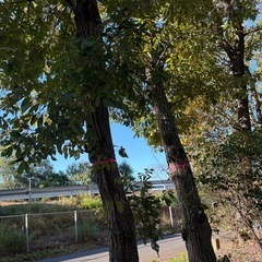 コナラの木 の画像