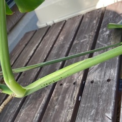 モンステラの画像