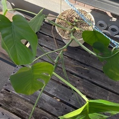 モンステラの画像