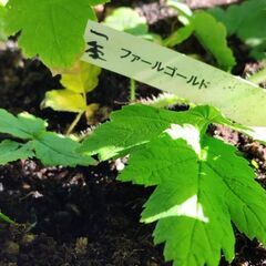 ファールゴールド  の画像