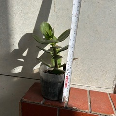 お金なるの木　(3) 100円の画像