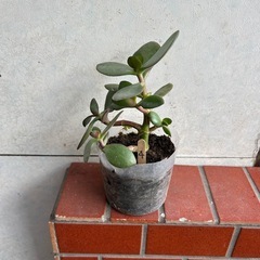 お金なるの木　(１) 100円の画像