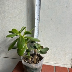 お金なるの木　(１) 100円の画像