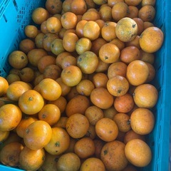 早生、青島みかん　　不揃い①の画像