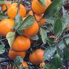 早生、青島みかん　　不揃い①の画像