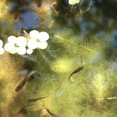 クロメダカの画像